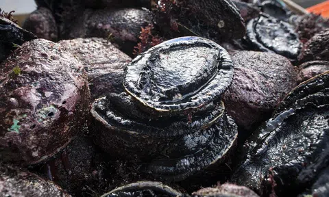 Bào ngư 15 triệu/kg: Bà nội trợ vẫn mạnh tay mua